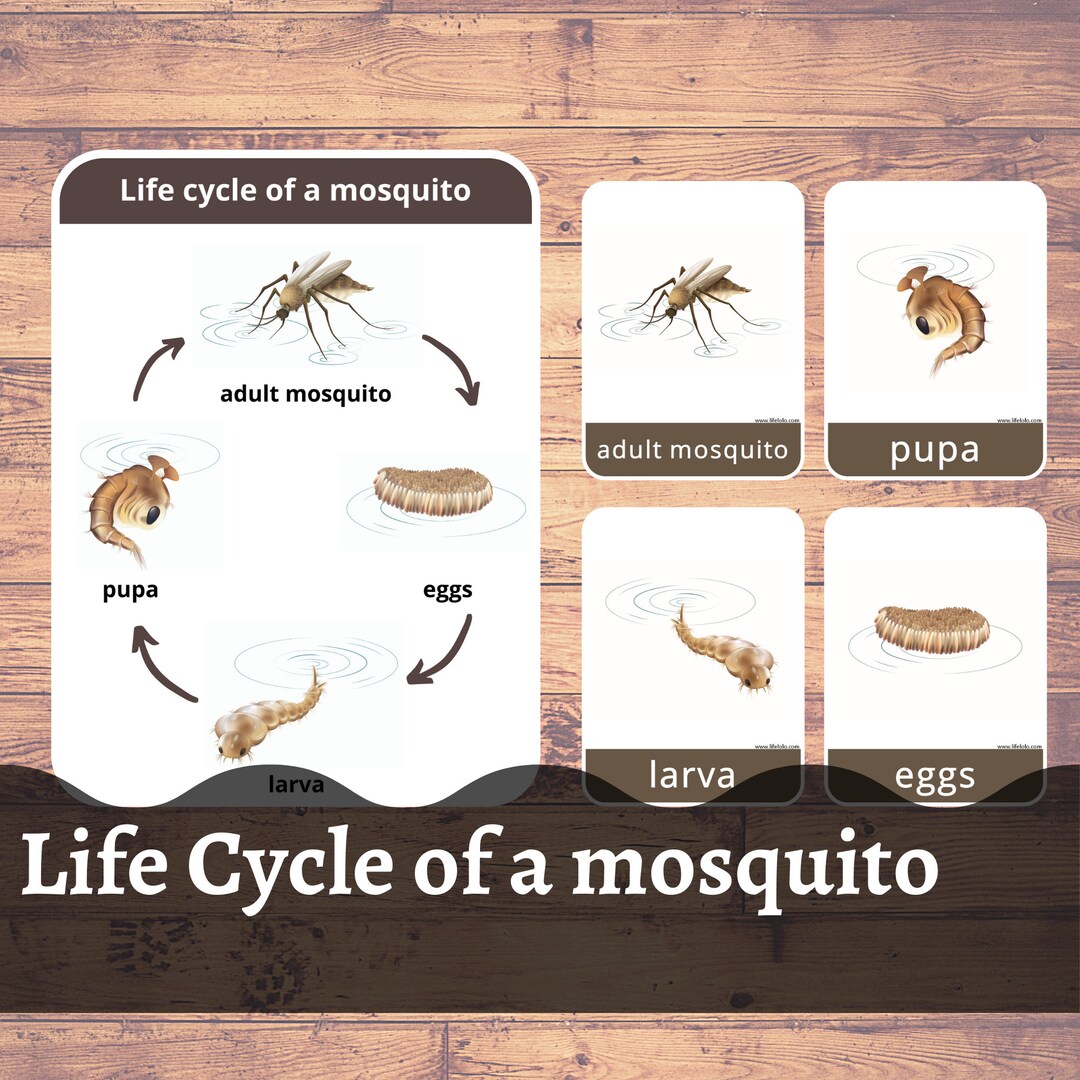 Life Cycle of a Mosquito, Flash Cards, Mosquito Chart, Mosquito ...