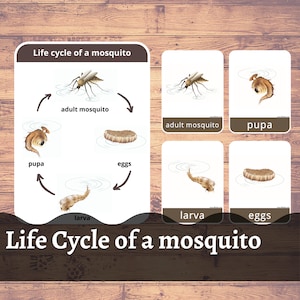 Life Cycle of a Mosquito, Flash Cards, Mosquito Chart, Mosquito lifecycle, Kindergarten, Flashcards, Fly Life Cycle, Printable Cards