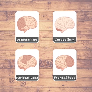 May include: Diagram of the human brain with labels for the occipital lobe, cerebellum, parietal lobe, and frontal lobe.