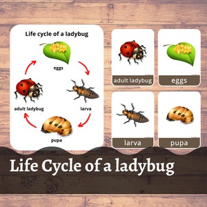 Cycle de vie d'une COCCINELLE, Puzzle Montessori, Jeu de mémoire, Coccinelle, Maternelle, Coccinelle, Cartes flash, Étude de la nature, Cartes imprimables