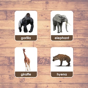 Africa Animals (24 Cards) - Flash Cards (Real Pictures) | Montessori Cards | African Wildlife Cards | Three-Part Cards | Download Printable