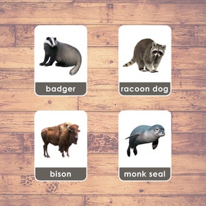 Europe Animals (24 Cards) - Flash Cards (Real Pictures) | Montessori Cards | Europe Wildlife Cards | Three-Part Cards | Download Printable