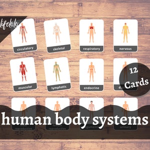 Human Body Systems - 12 Flash Cards | Montessori Cards | Homeschooling | Nomenclature Cards | Three-Part Cards - Instant Download Printable