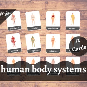 Sistemas del cuerpo humano - 12 tarjetas flash / tarjetas Montessori / educación en el hogar / tarjetas de nomenclatura / tarjetas de tres partes - Descarga instantánea imprimible