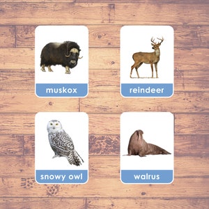Arktyczne zwierzęta POLAR (22 karty) - Karty Flash (Prawdziwe zdjęcia) | Karty Montessori | Karty Arktycznej Przyrody | Karty Trzyczęściowe | PDF Do Wydruku