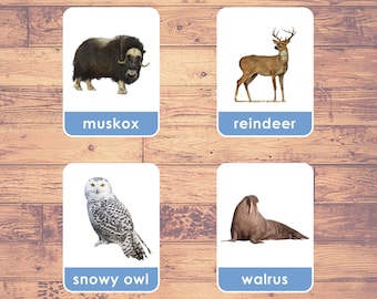 Arctic POLAR Animals (22 Cards) - Flash Cards (Real Pictures) | Montessori Cards | Arctic Wildlife Cards | Three-Part Cards | PDF Printable