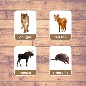 Animali del Nord America (24 carte) - Carte Flash (immagini reali) / Carte Montessori / Carte della fauna selvatica americana / Carte in tre parti / Stampabili