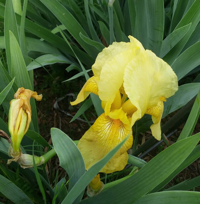 Giant Bearded Iris Etsy