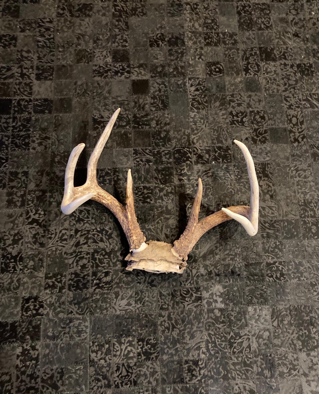 Devil Deer Rack Texas Deer Rack With Skull Cap #575-G - Etsy