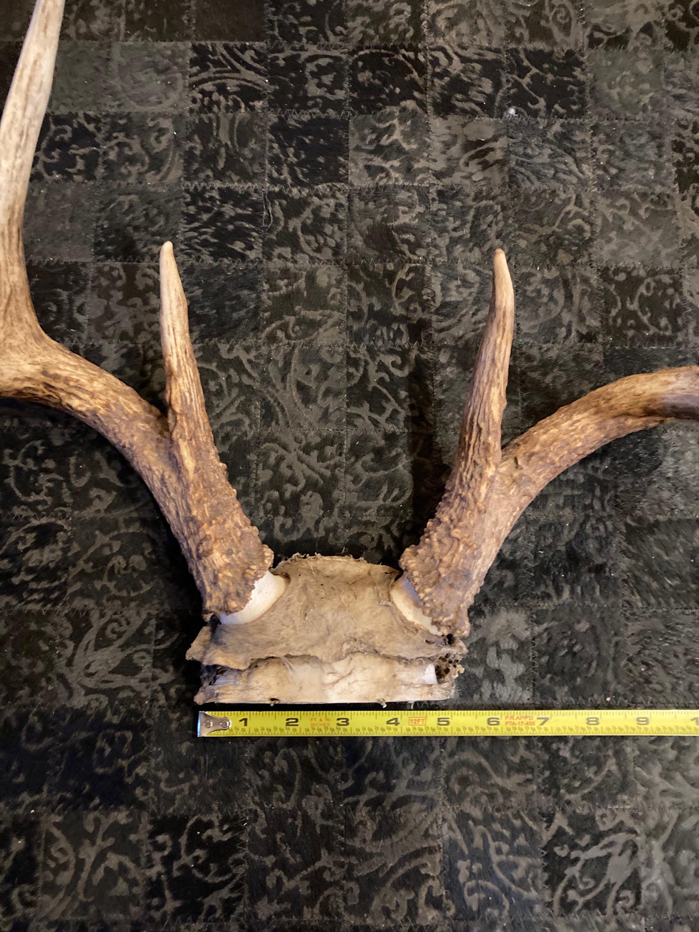 Top Deer Rack Texas Deer Rack With Skull Cap #575-G - Etsy