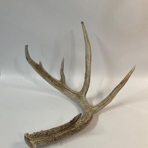 Texas Deer Antler Shed   #854-G