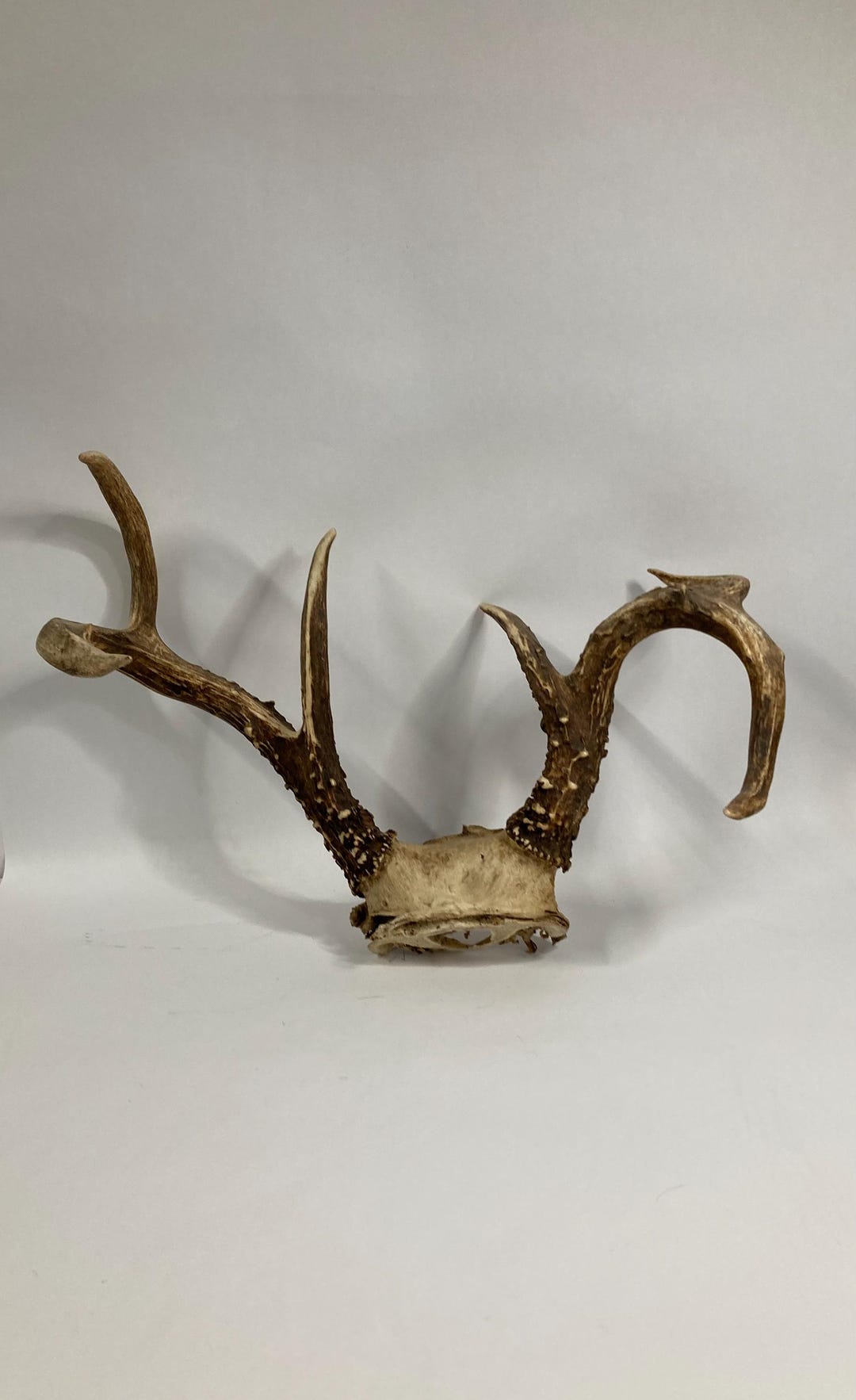 Vintage Rare Non-typical Texas Deer Rack With Skull Cap #586-G - Etsy