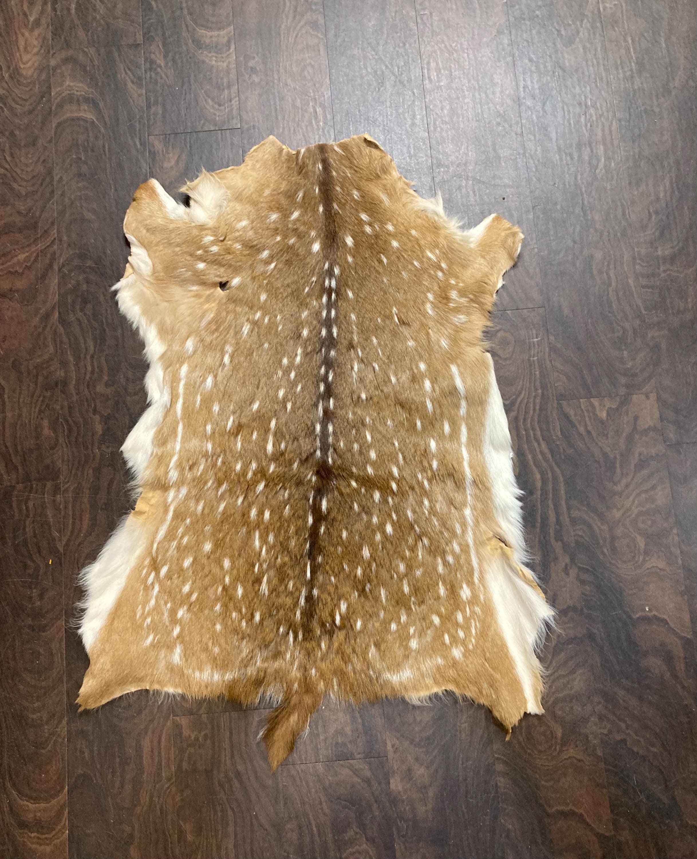Genuine Texas Axis Deer Hide - Small #1044 - Etsy