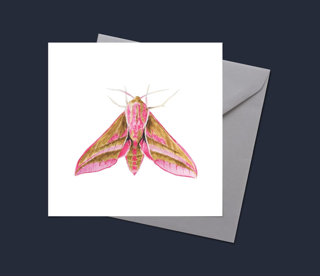 Elephant Hawk Moth Watercolour Painting on Blank Card/notelet - Etsy UK