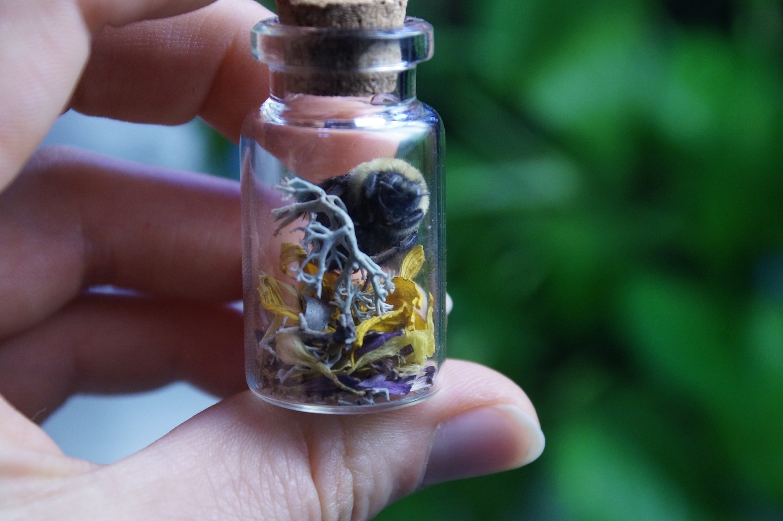 Real Insect Specimen Display Jar Oddities & Curiosities Etsy