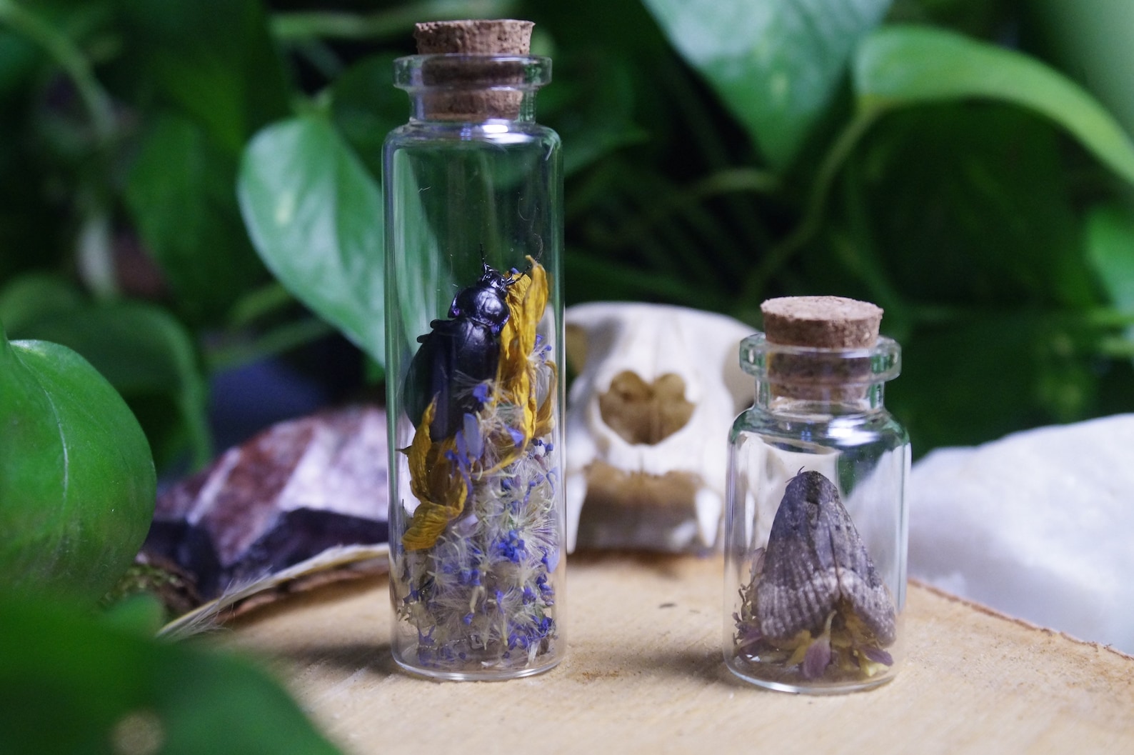 Real Insect Specimen Display Jar Oddities & Curiosities Etsy