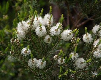 Tea Tree Essential Oil, Australian Tea Tree Oil, Melaleuca Alternifolia