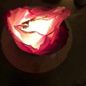May include: A pink rose with its petals open, illuminated from within by a candle. The rose is sitting on a white plate with a decorative design.