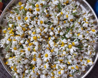 Chamomile Flower Matricaria Chamomilla Herbal Tea Organic Dried Flower ...