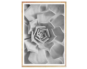 Succulent Print, Black And White Cactus Wall Art, Southwestern cactus wall decor, Horizontal Photography Print, Modern Botanical Art Print