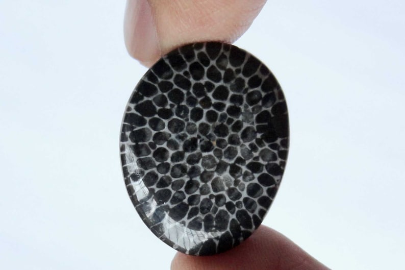 Black Fossil Coral Gemstone Organic Designer Cabochon Matching Earring Pair Jewelry Making Handmade Cheap Supply # 17454