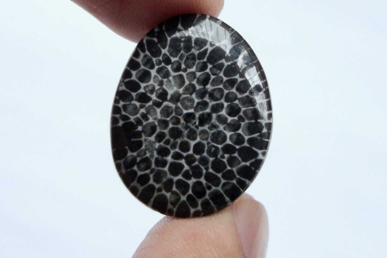 Black Fossil Coral Gemstone Organic Designer Cabochon Matching Earring Pair Jewelry Making Handmade Cheap Supply # 17454