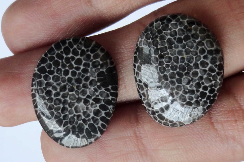 Black Fossil Coral Gemstone Organic Designer Cabochon Matching Earring Pair Jewelry Making Handmade Cheap Supply # 17454