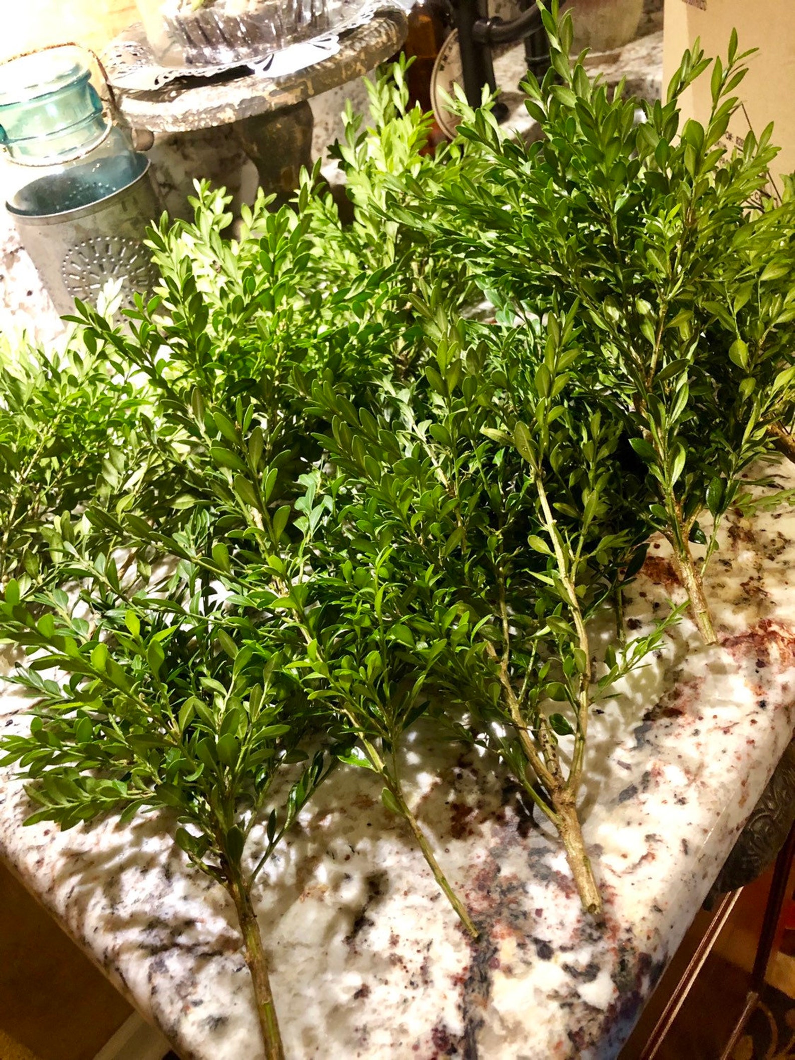 Fresh Boxwood Fresh Wedding Greenery Boxwood by the Pound | Etsy