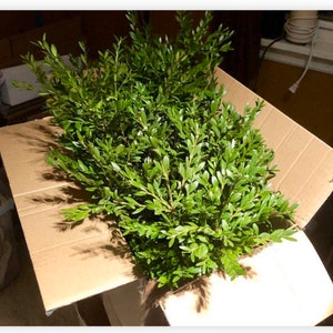 Fresh Boxwood, Fresh Wedding Greenery, Boxwood by the Pound, Fresh ...
