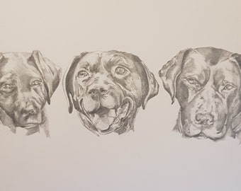 Custom Pet Portraits. Pencil drawing. Made to order. Commissions welcome.