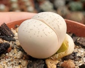 Dinteranthus vanzylii 5,5 cm. pot. Rare Plant, Live lithops, Hardy Succulent, Outdoor Succulent, Succulent Gift, live succulent plant