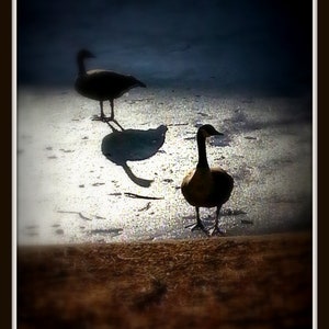 Original Stock photo Art..2 Geese backlit on Sloans Lake.. &quot; Giving I wish that I could give you something &quot;