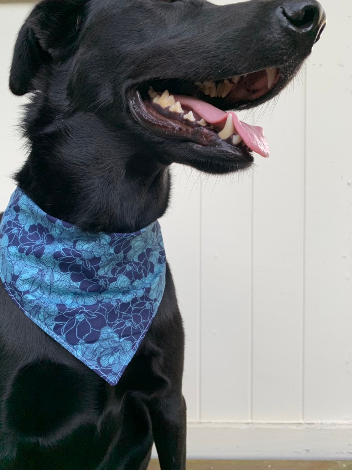 dog collar with bandana attached