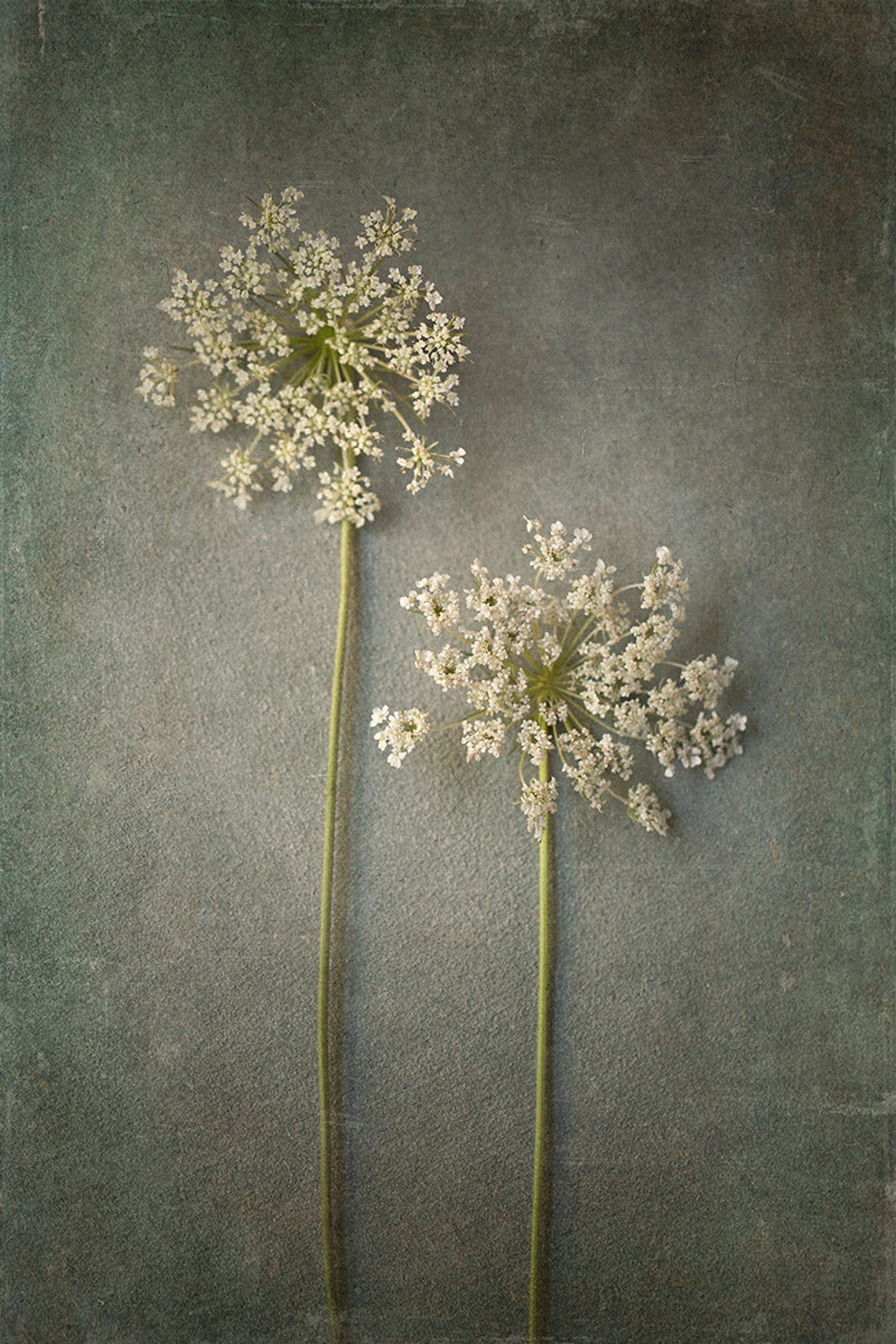 Set of 5 extra large Botanical WALL ART PRINTS Foraged Etsy