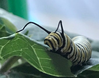 Honeyvine Milkweed Seeds