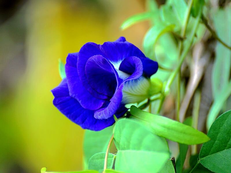 Double Butterfly Pea Flower (10 Seeds)