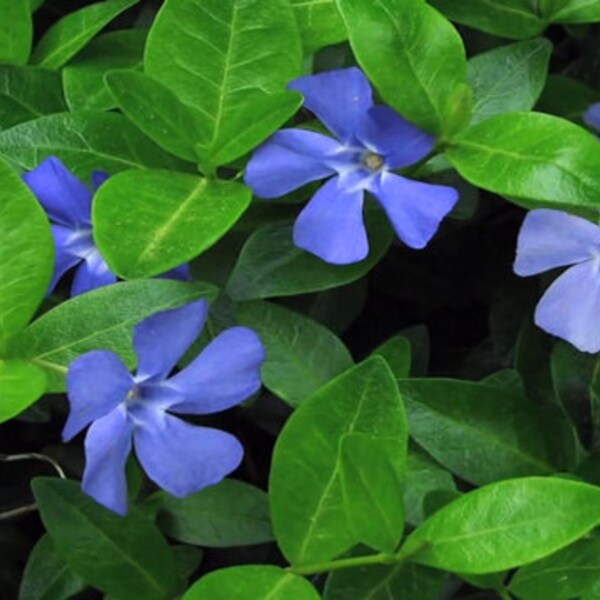 30 Vinca Minor Cuttings