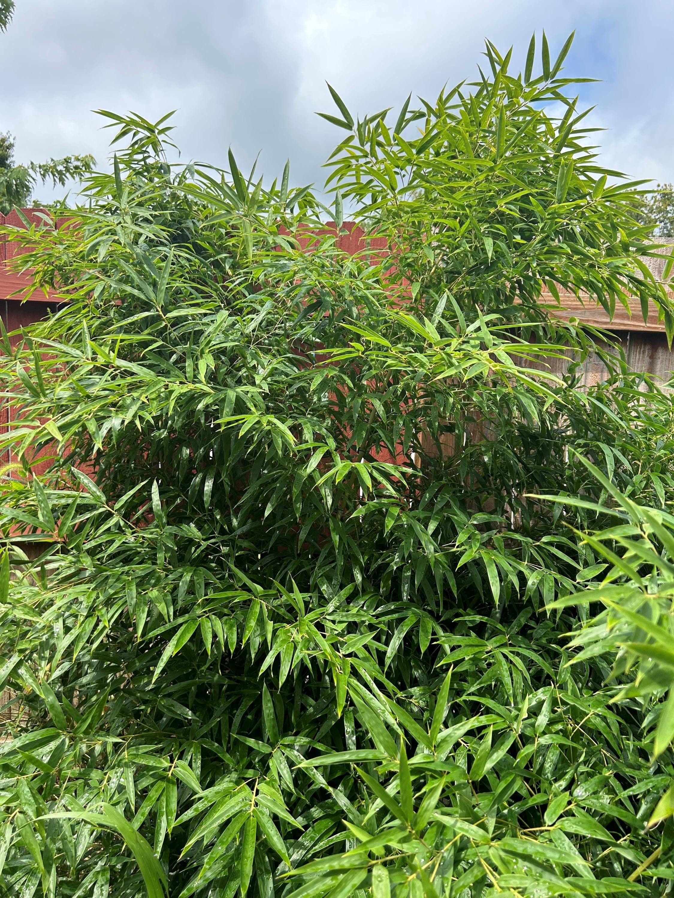 Black Bamboo (phyllostachys Nigra) Bare Roots - Etsy