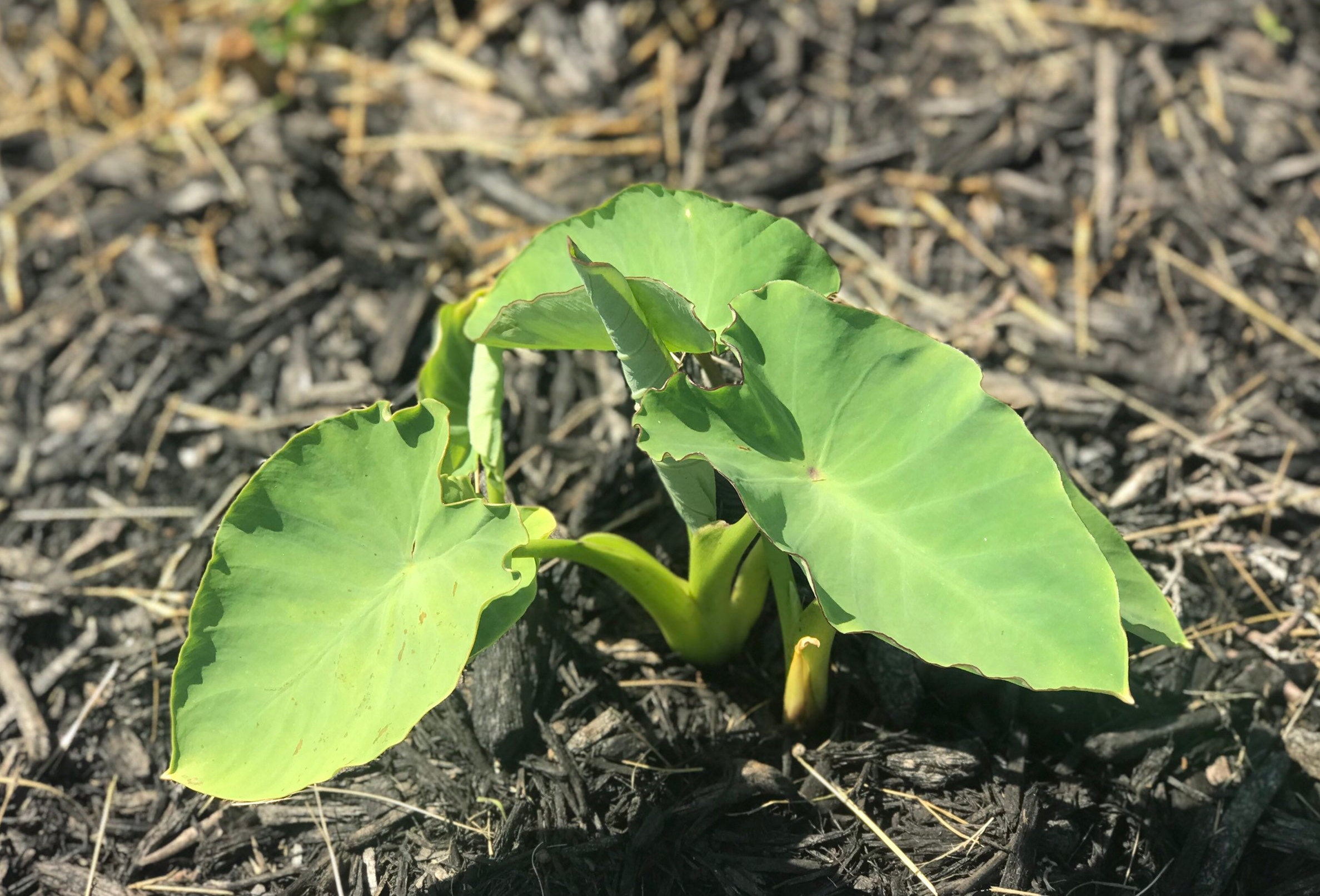 Elephant Ear/ Taro Bulbs Etsy UK