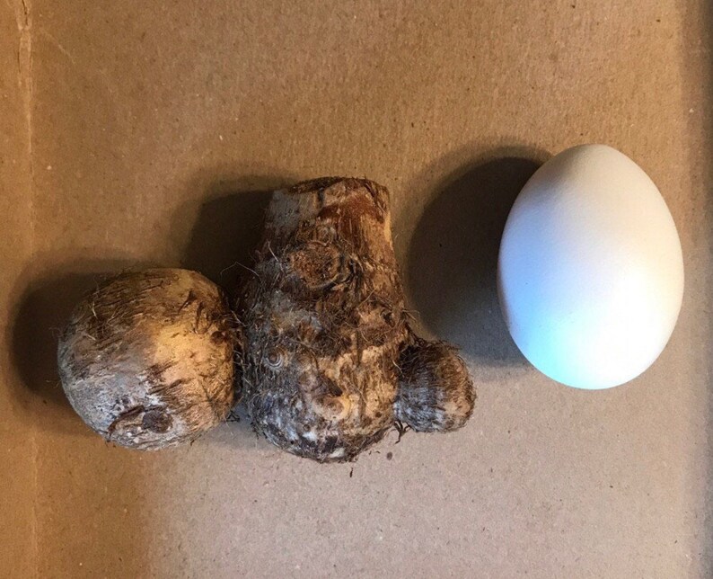 Elephant Ear/ Taro Bulbs Etsy