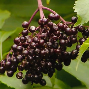 American Elderberry (10 cuttings)