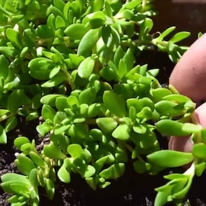 May include: Close-up of a patch of green succulent plants growing in a pot. The plants have small, fleshy leaves and are arranged in a dense cluster.