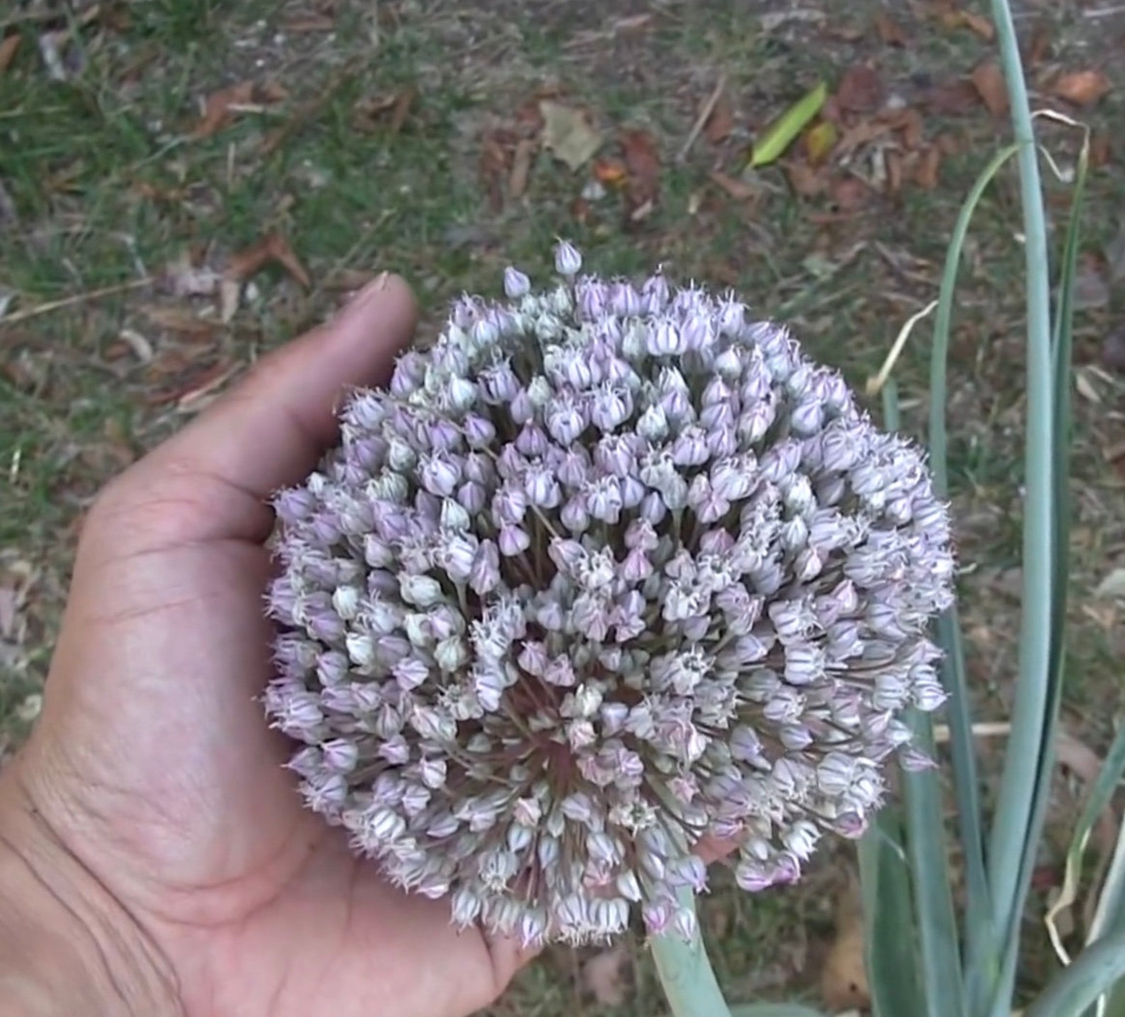 Elephant Garlic Garlic You Only Plant Once Etsy