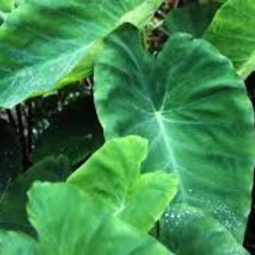 Elephant Ear/ Taro Bulbs Etsy