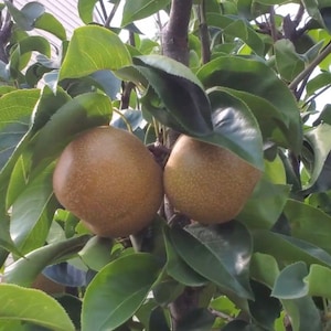 May include: Two ripe brown pears hanging from a tree branch with green leaves.