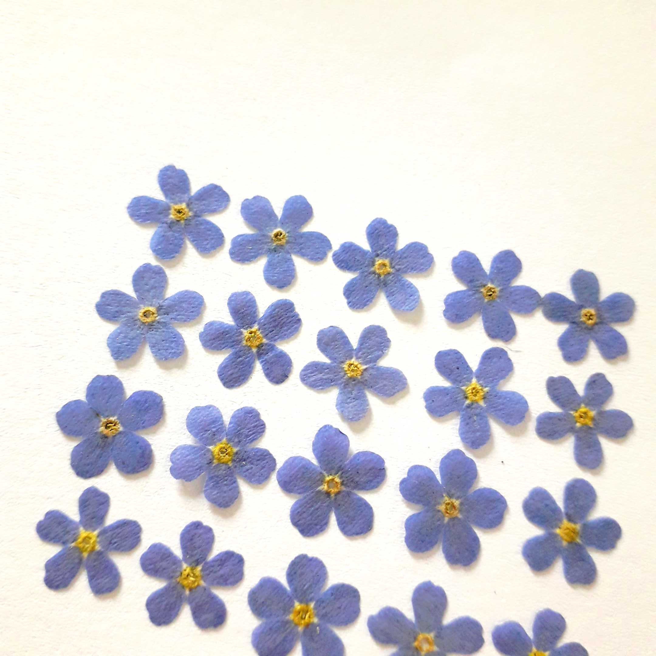 Pressed me nots 79 mm 20pcs dark blue Etsy