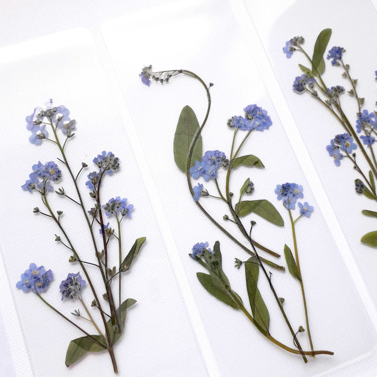 forget me not by sue lawson forget me not by sue lawson