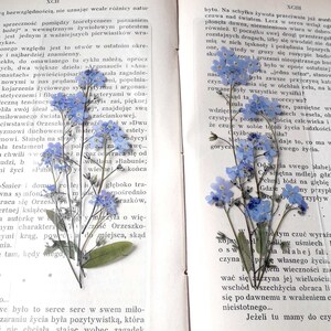 forget me not by sue lawson forget me not by sue lawson