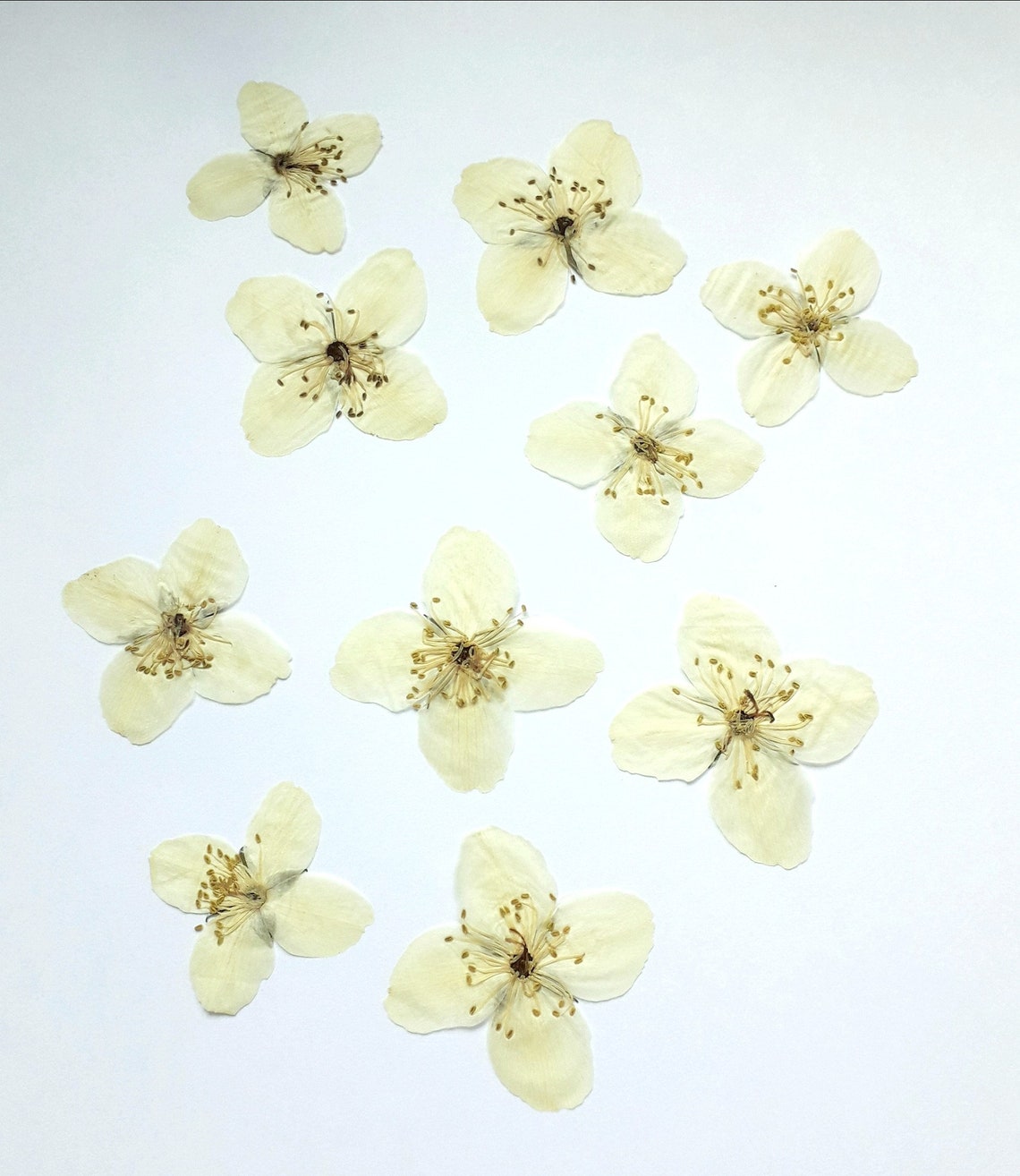 Pressed jasmine flower dried jasmine 10 pcs real jasmine Etsy