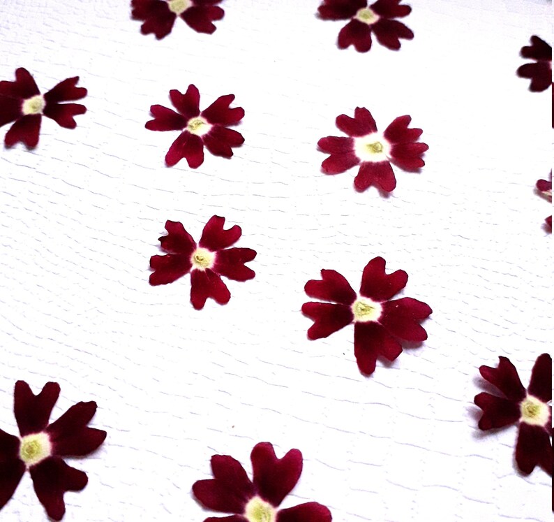 dried verbena 20 pcs verbena flowers Pressed verbena